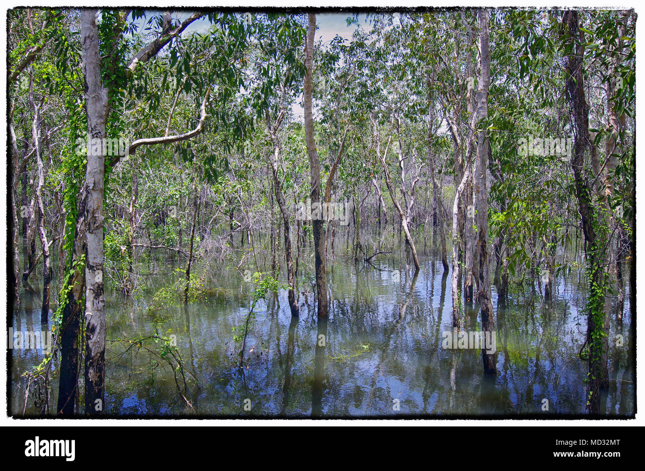 Trees in water in Kakadu National Park Stock Photo