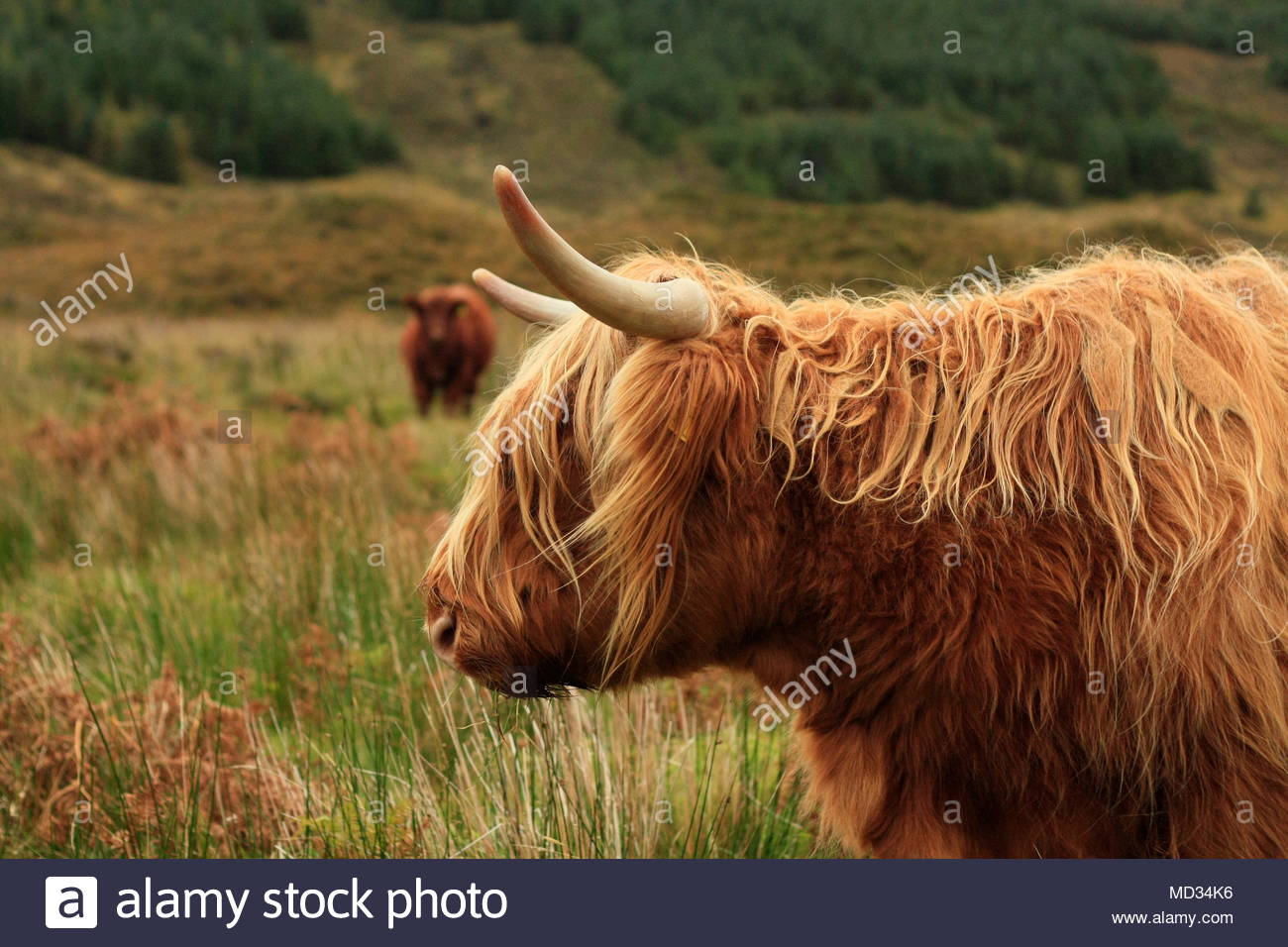 Hairy Long Haired Highland Cow Eating Grass In A Green Field In