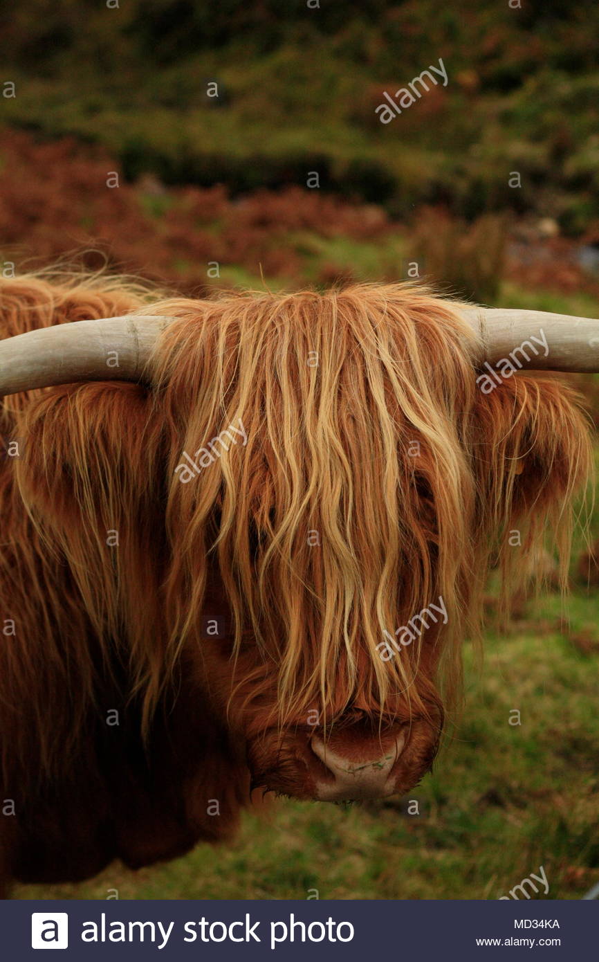 Hairy Long Haired Highland Cow Eating Grass In A Green Field In