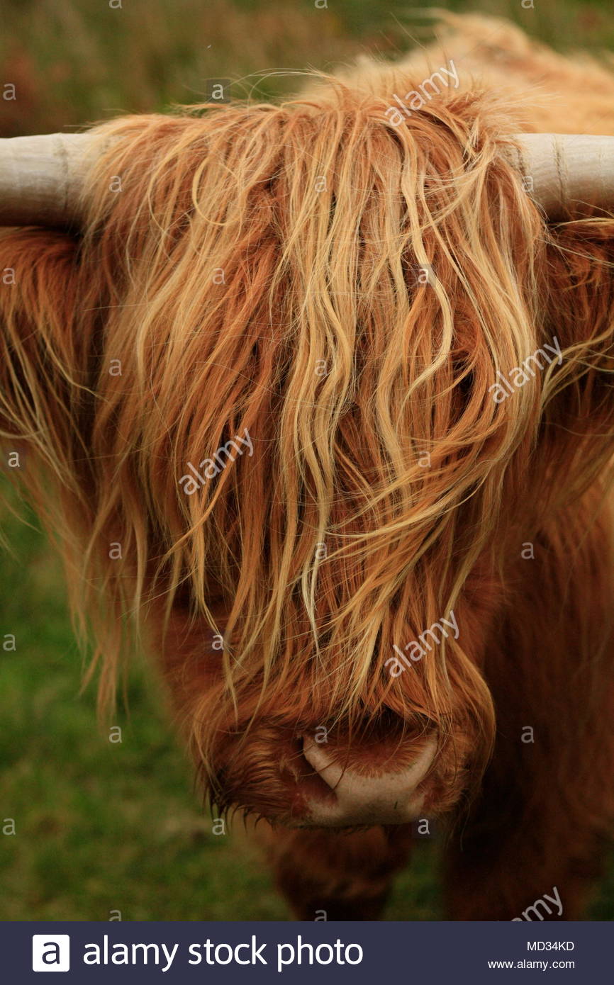 Hairy Long Haired Highland Cow Eating Grass In A Green Field In