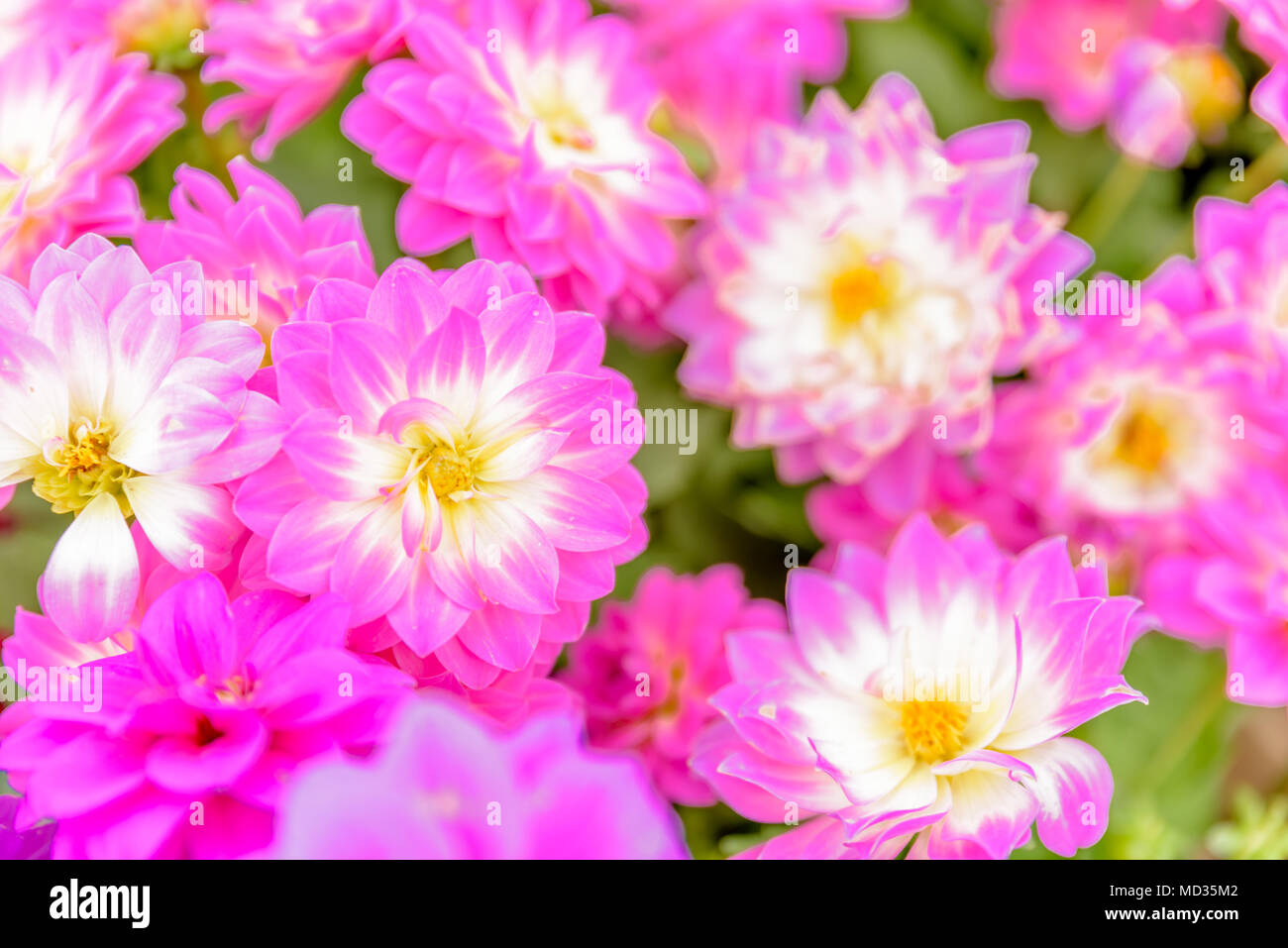 Top view of pink and violet flowers in natural garden for sale in pots Stock Photo