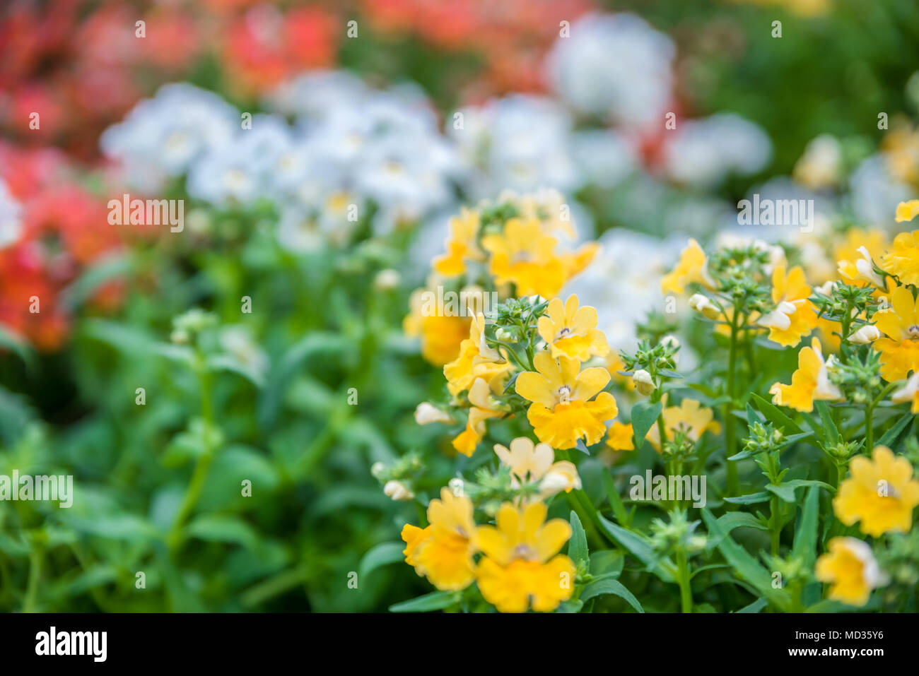 Top view of colorful different potted plants and seedlings blooming in natural garden for sale Stock Photo