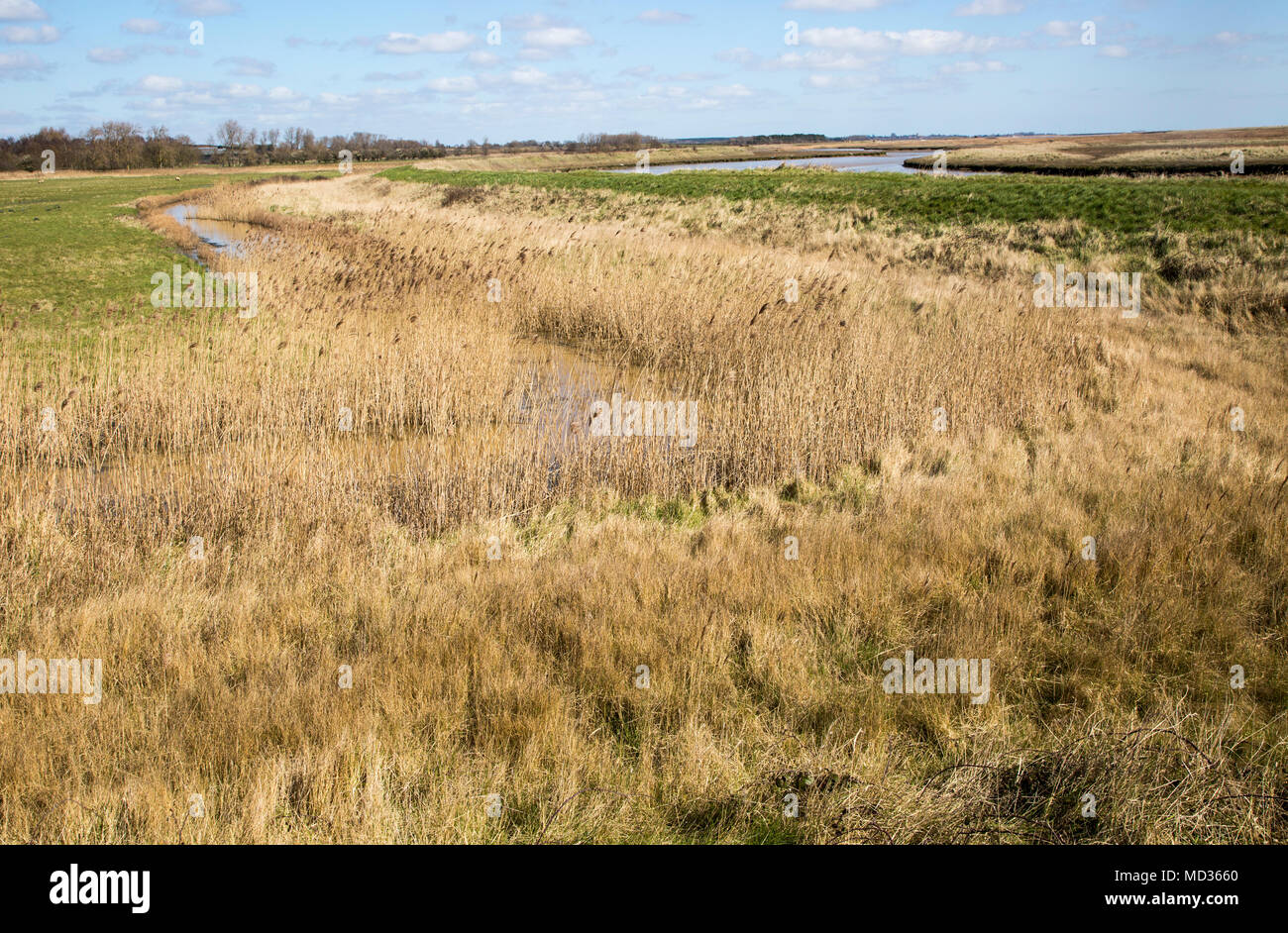 Winter landscape of reeds drainage ditches wetland near Shingle Street, Suffolk, England, UK