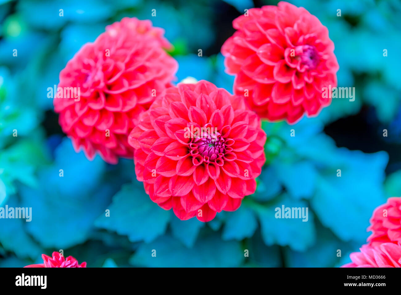 Top view of dahlia fresh flowers blooming in natural garden for sale in pots Stock Photo