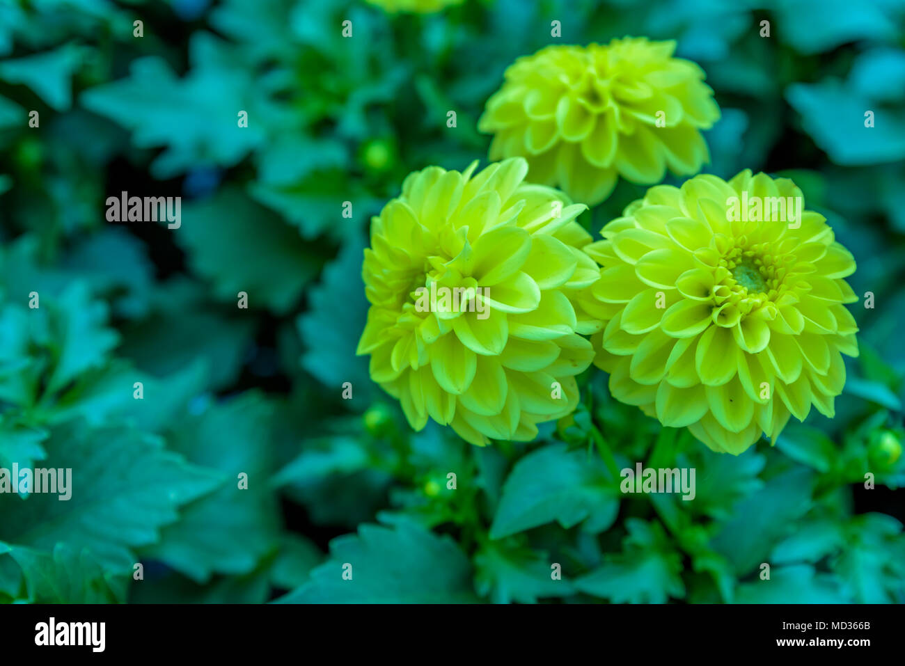 Top view of dahlia fresh flowers blooming in natural garden for sale in pots Stock Photo