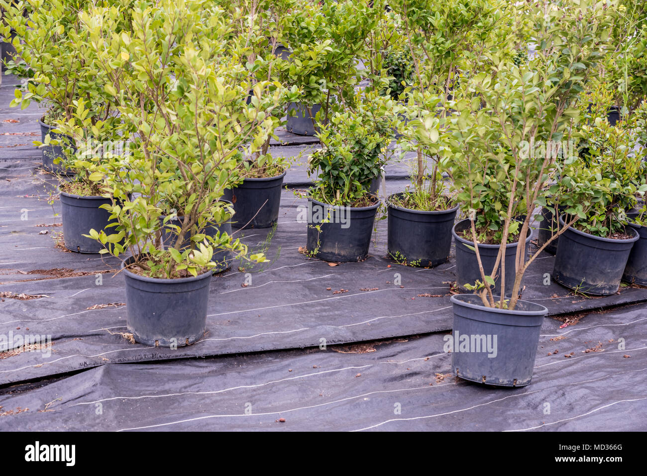 Top view of different potted plants and seedlings blooming in natural garden for sale Stock Photo