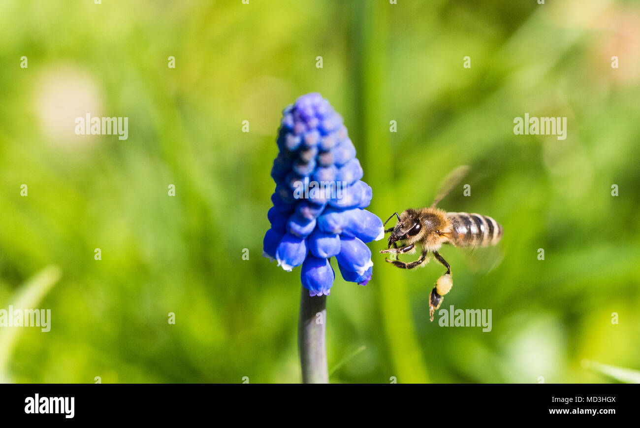 Oldenburg palace hires stock photography and images Alamy