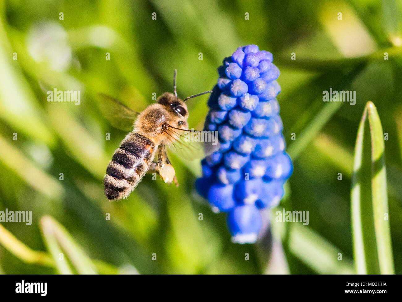 Oldenburg palace hires stock photography and images Alamy