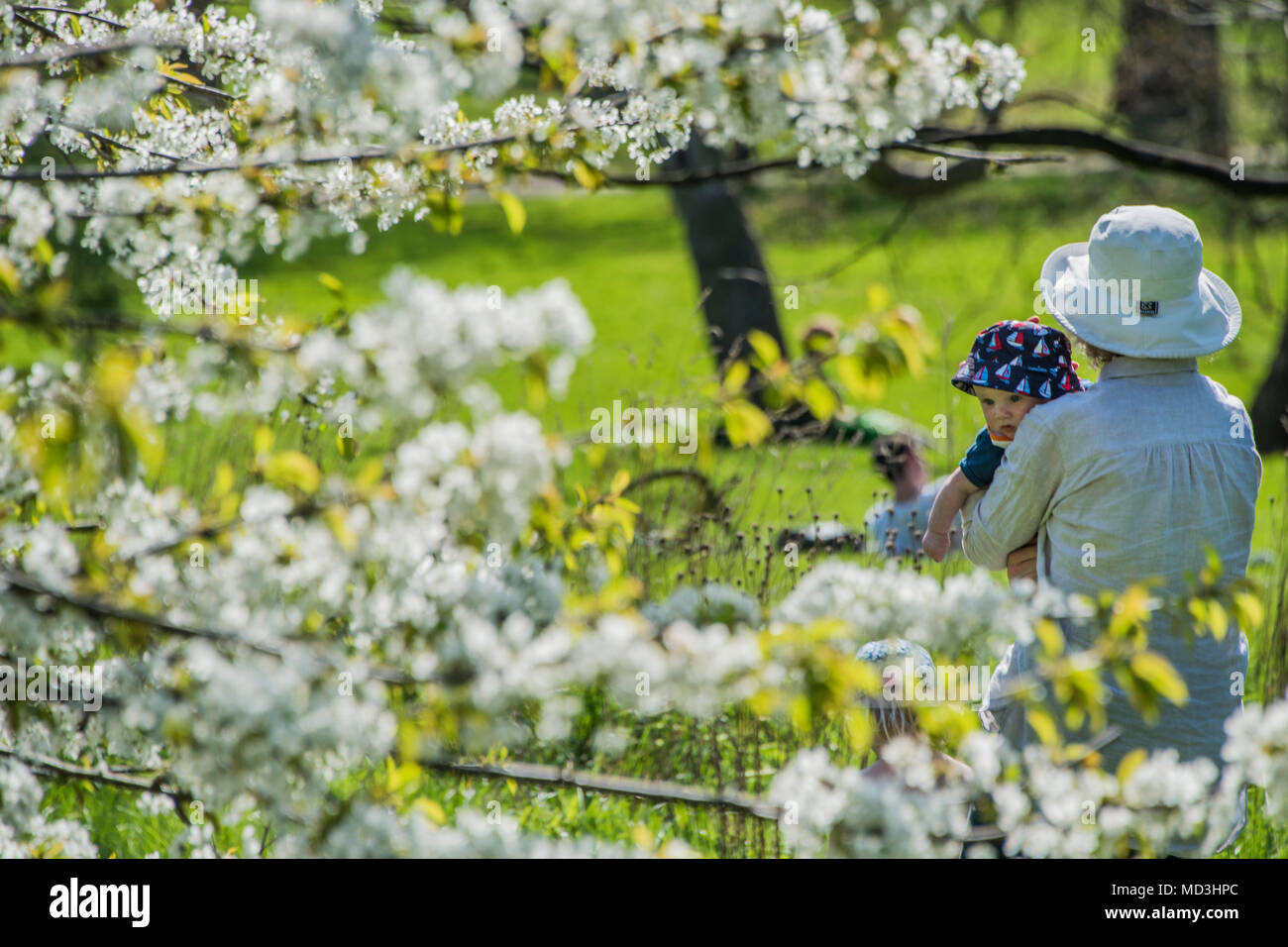 London, UK. 18th April 2018. A baby gets its first look at the cherry blosom  - A sunny day in Green Park brings out tourists and office workers to enjoy the first truly hot day of the year. Credit: Guy Bell/Alamy Live News Stock Photo