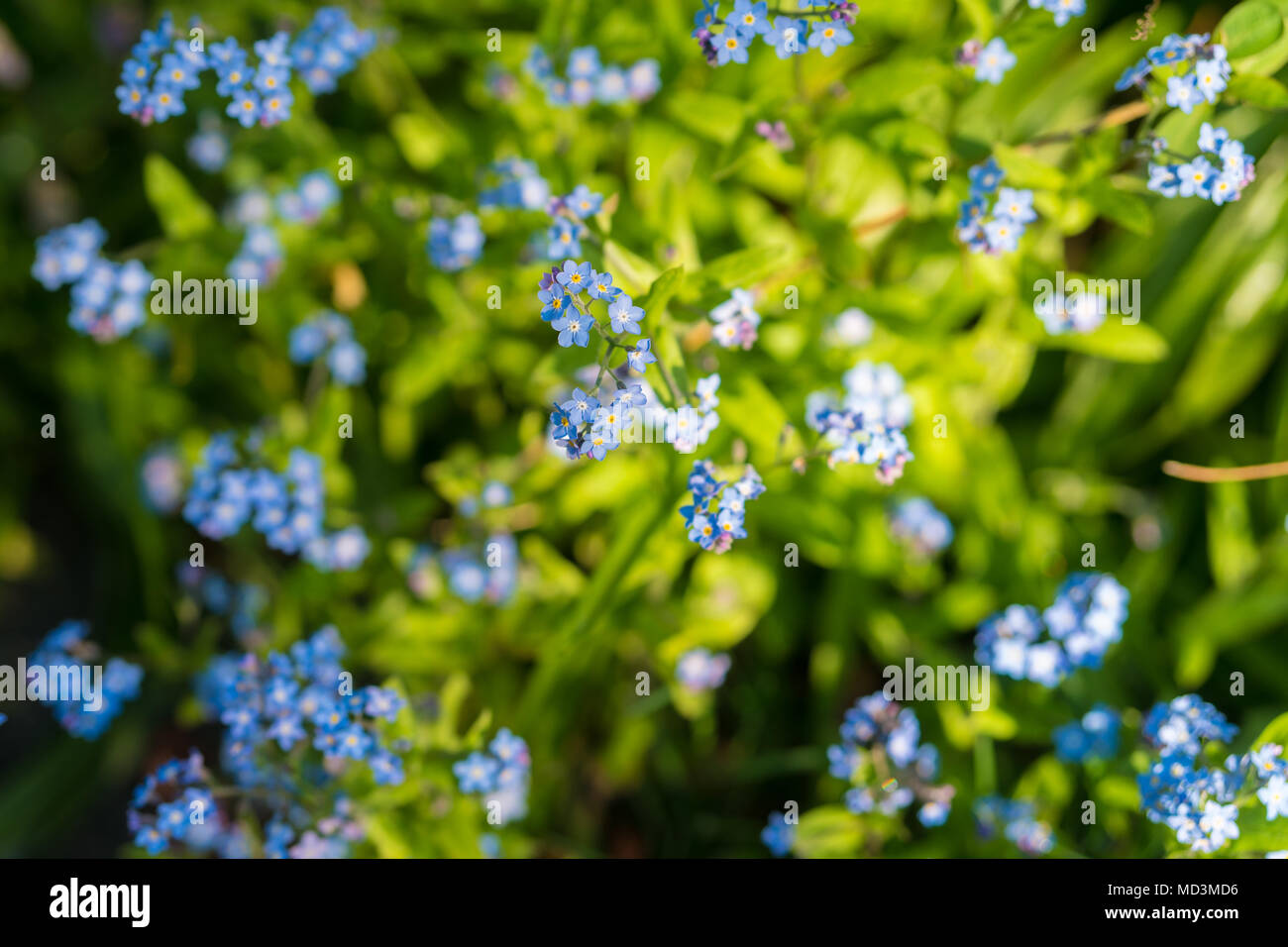 Wild spring flowers blooming in a west London garden. Photo date