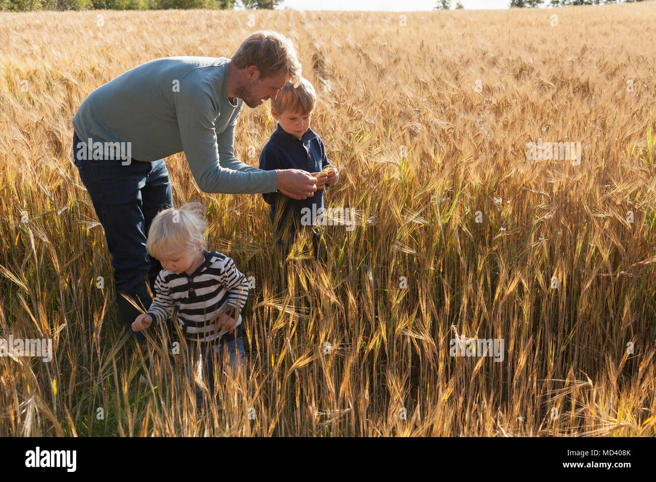 Father and sons in wheat field examining wheat, Lohja, Finland Stock Photo