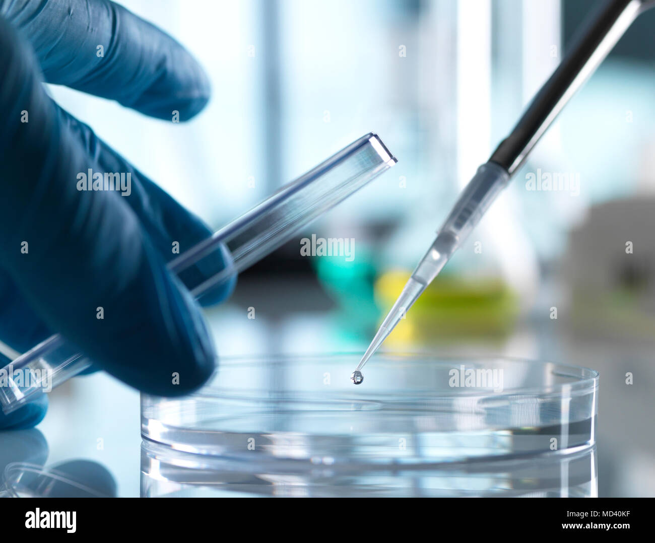 Scientist pipetting sample into petri dish in laboratory Stock Photo