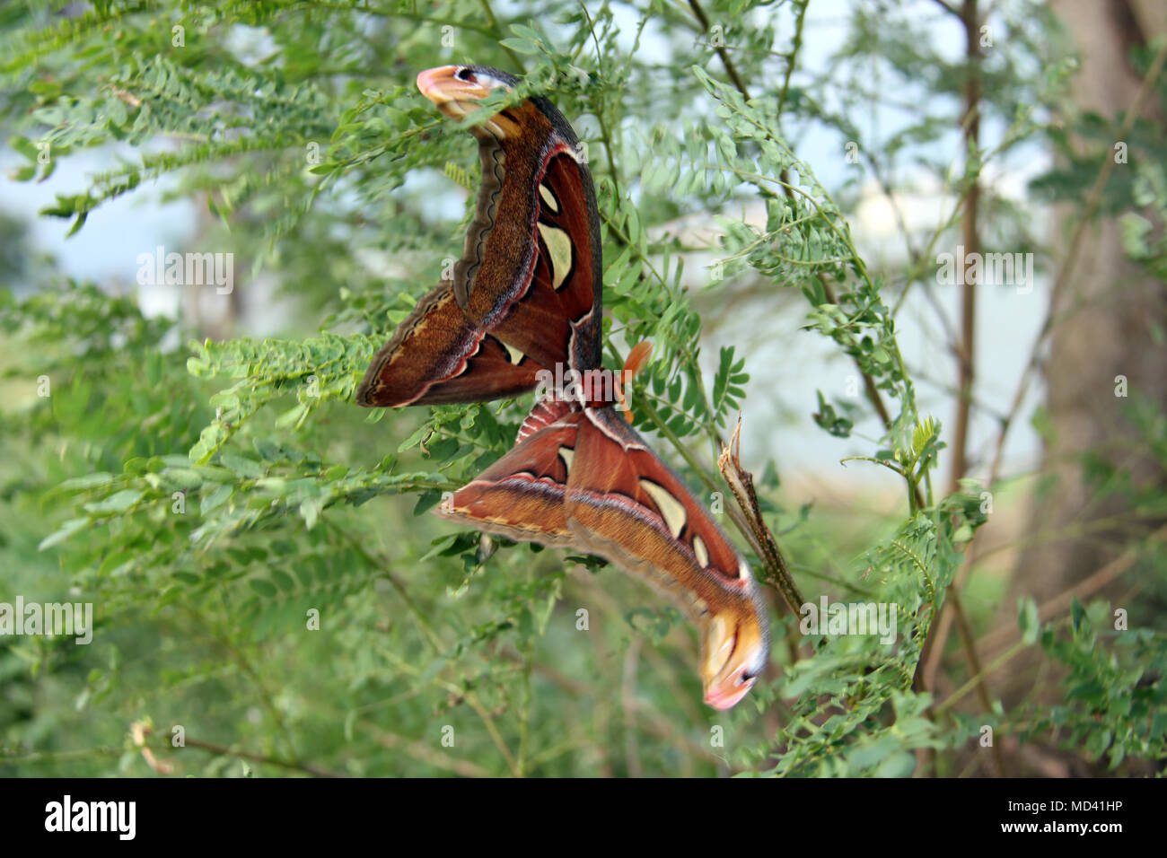 Butterfly on twigs. Stock Photo