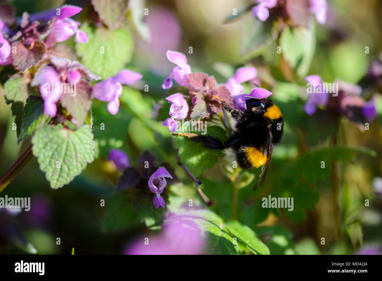 Bumble bee on a Lamium purpureum eating nectar Stock Photo