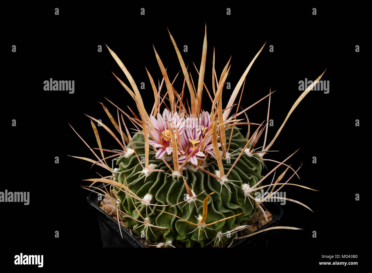 Cactus Echinofossulocactus brachycentrus with flower isolated on Black Stock Photo