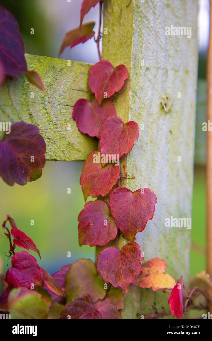 Pink green ivy plant growing hi-res stock photography and images - Alamy