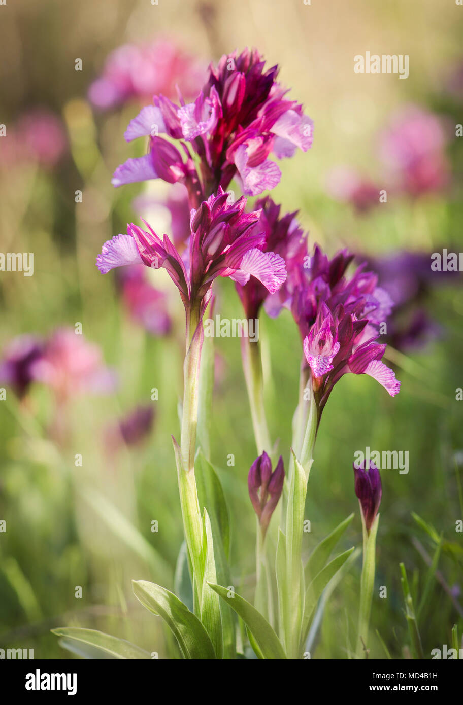 Meadow field with Pink butterfly orchids, Orchis papilionacea orchids, spring, Andalusia, Spain. Stock Photo