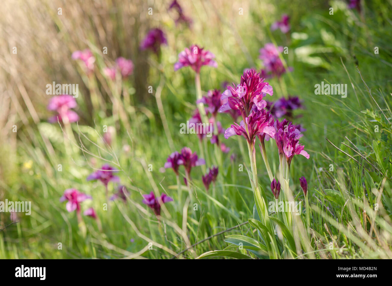 Meadow field with Pink butterfly orchids, Orchis papilionacea orchids, spring, Andalusia, Spain. Stock Photo