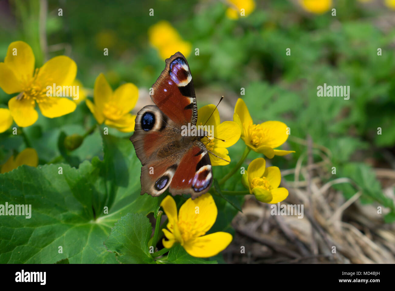 European Peacock Butterfly