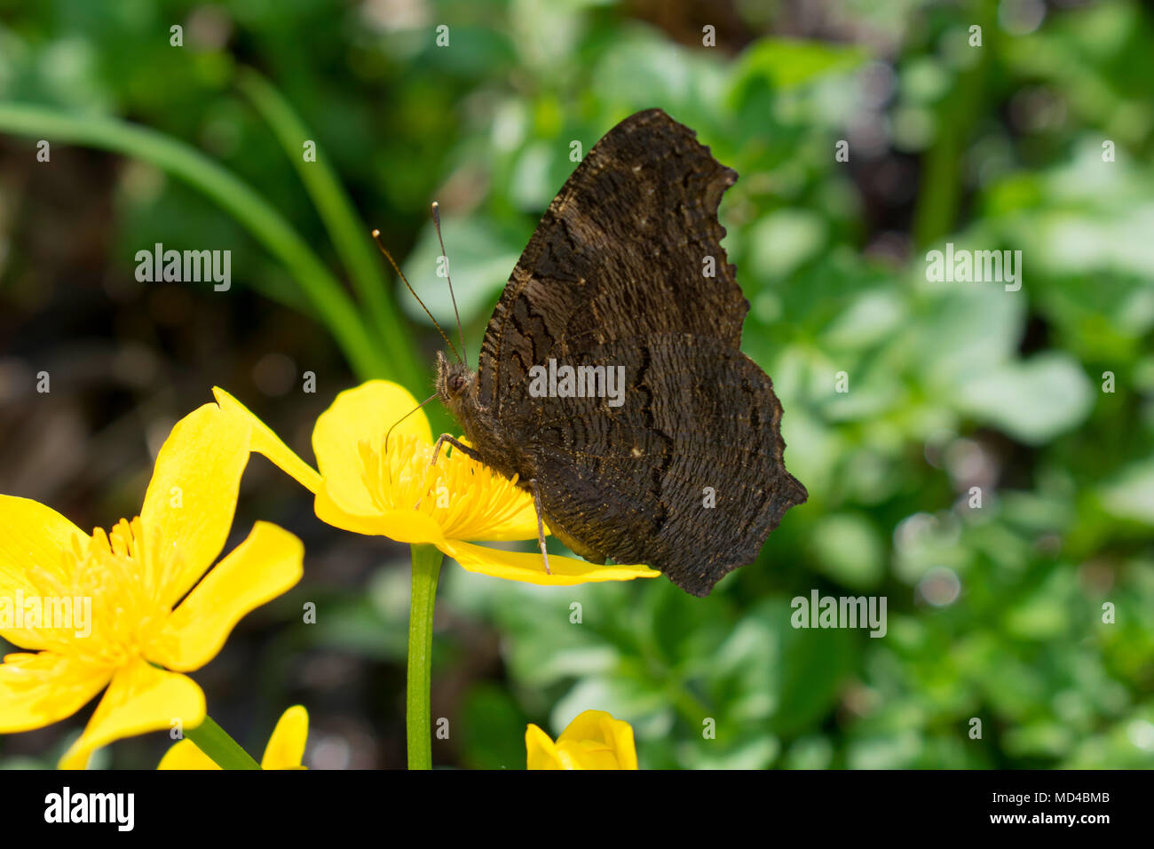 European Peacock Butterfly (Aglais Io Stock Photo - Alamy
