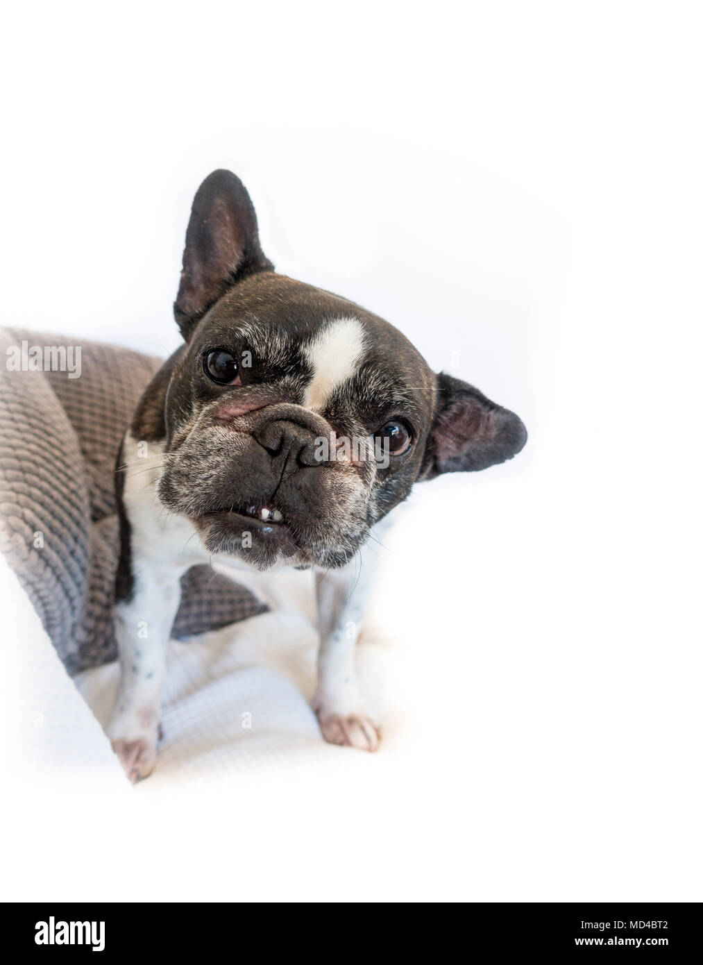 French bulldog , Black and white coloured, watching into camera. Stock Photo