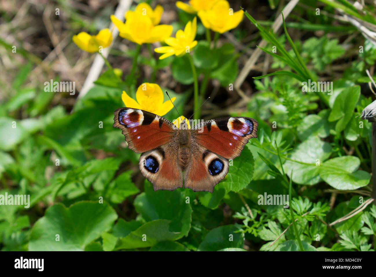European Peacock Butterfly (Aglais Io Stock Photo - Alamy