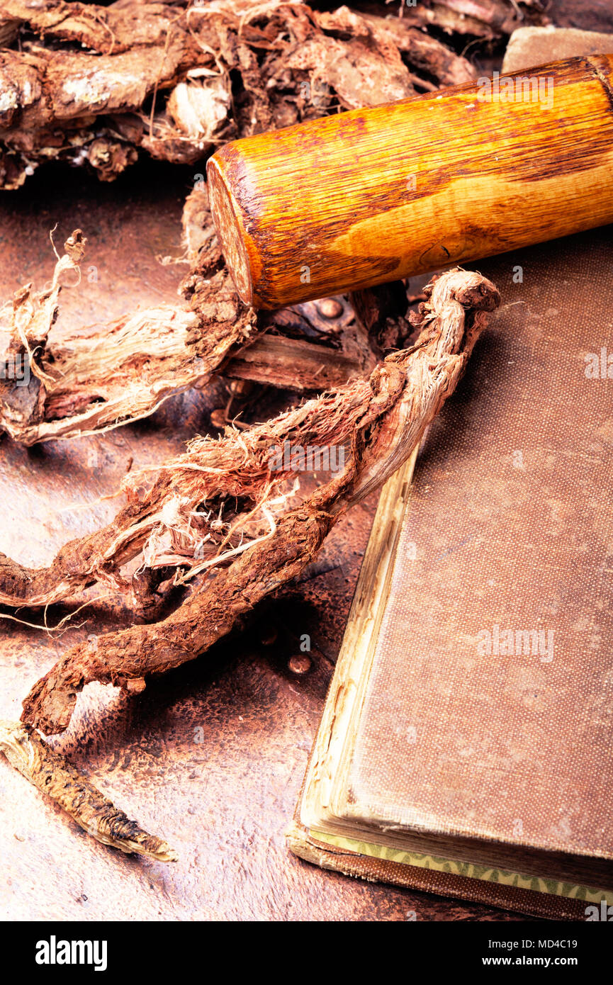root Hedysarum popular traditional medicine of traditional medicine Stock Photo