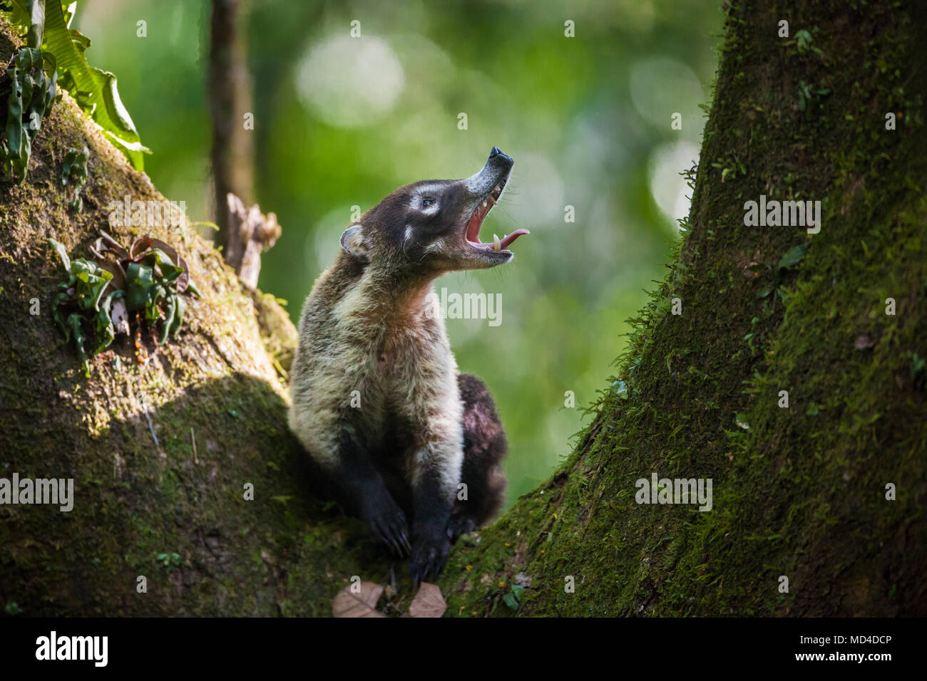 Panama wildlife with a white-nosed coati, Nasua narica, in a tree in the rainforest of Soberania national park, Republic of Panama, Central America. Stock Photo