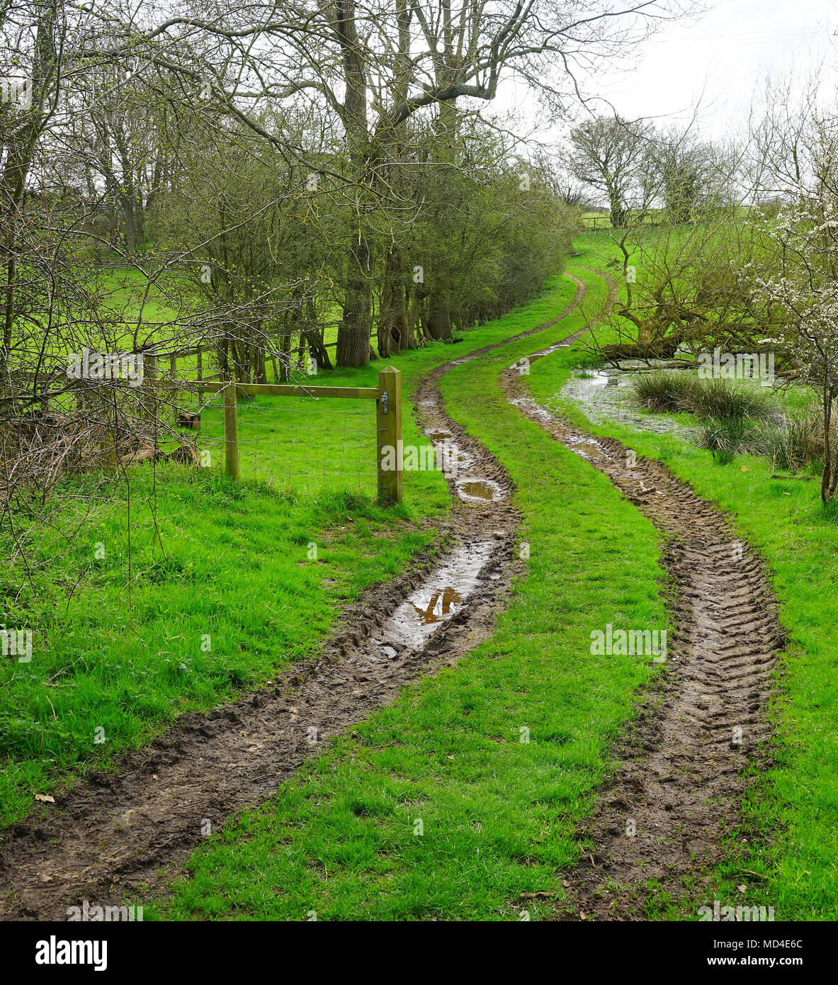 The farm track at Hillbottom Spinney near Great Brickhill Stock Photo
