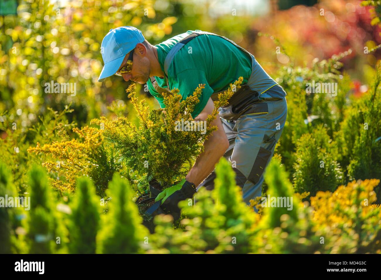 Caucasian Gardener Looking For a New Plants For Garden Project. Landscaping Theme. Stock Photo