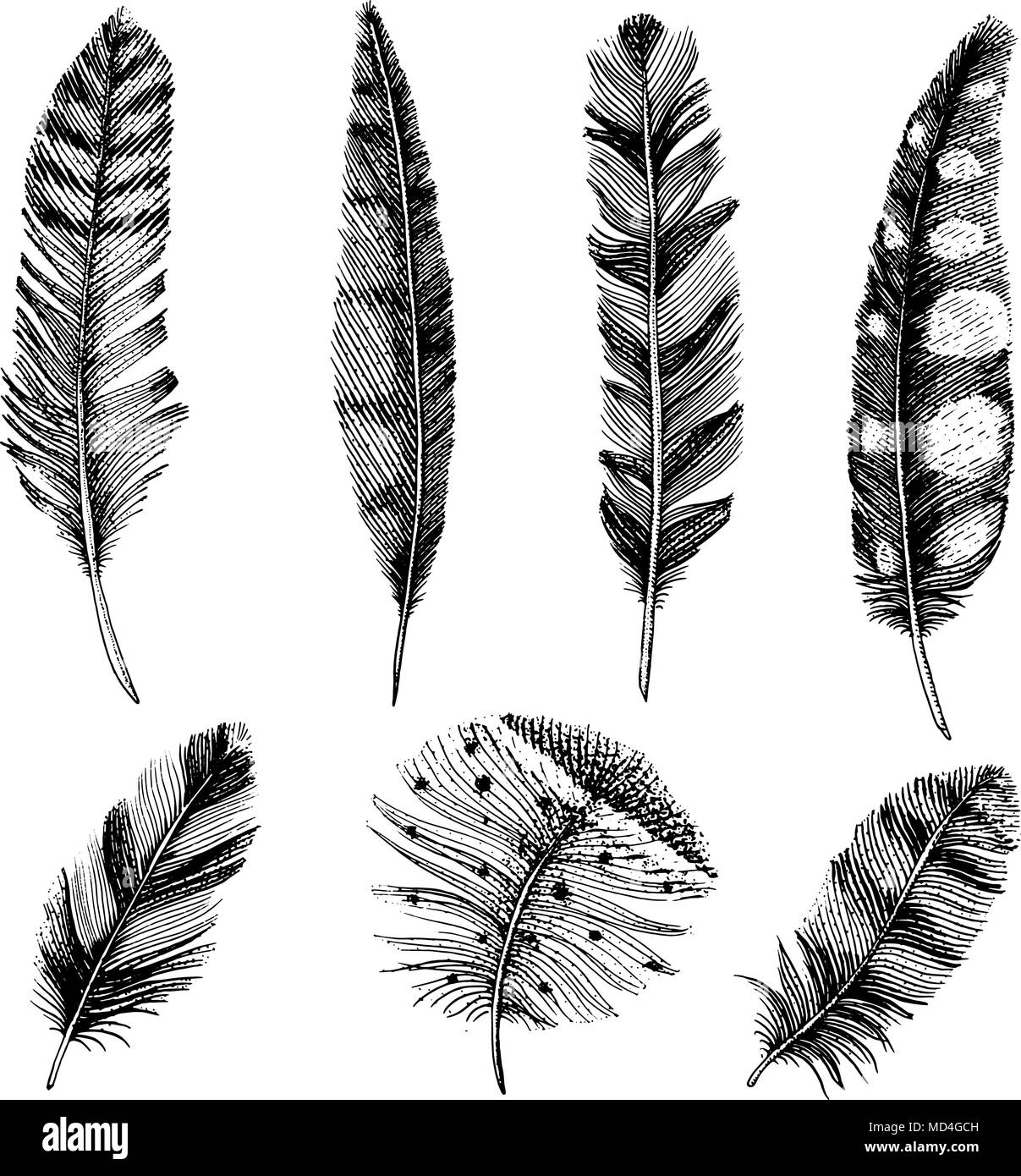 bird's feather graphic vector sketch Stock Vector Image & Art - Alamy