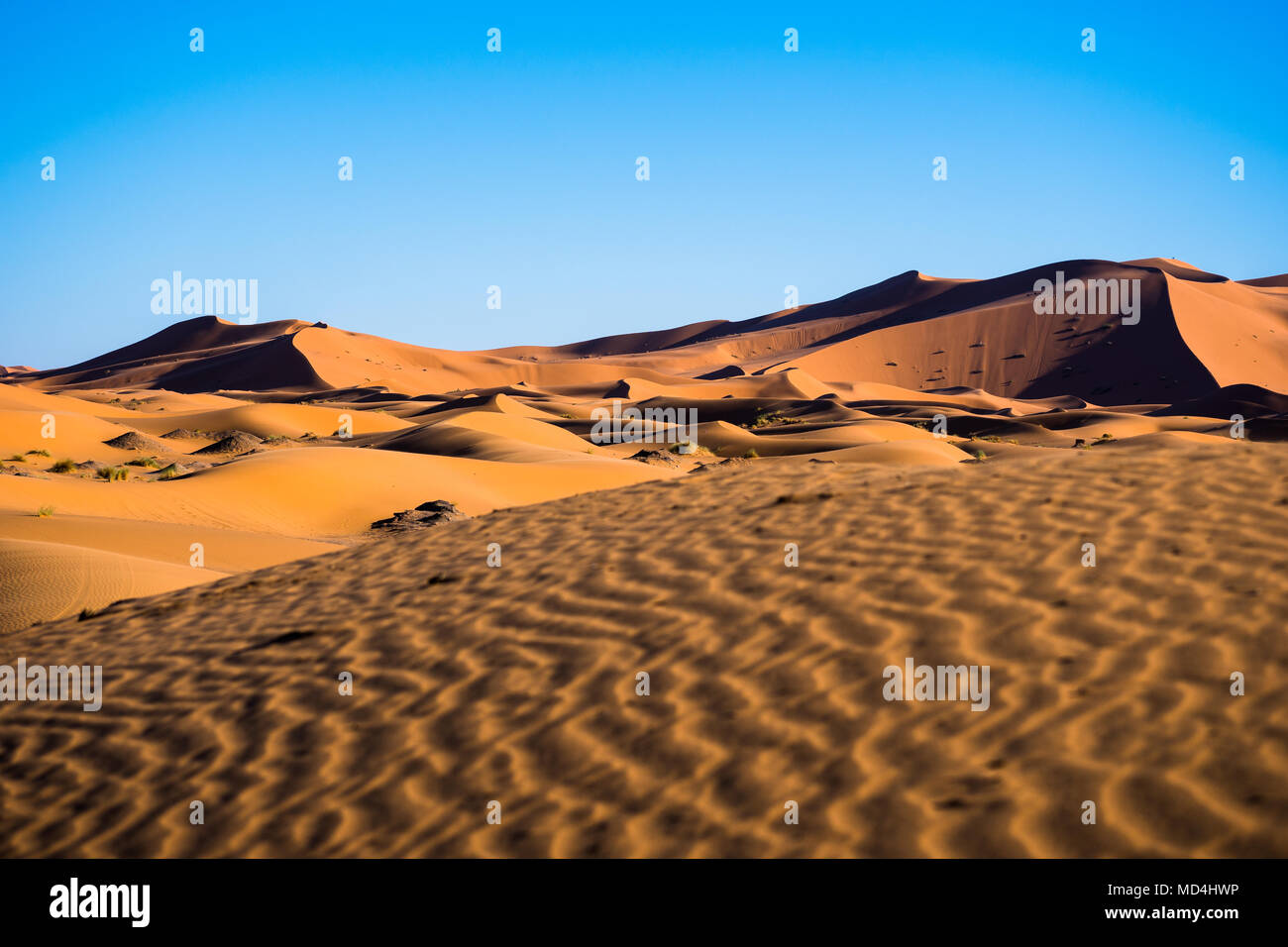 Landscape view of sand dunes in Sahara desert during the sunny day with the blue sky Stock Photo
