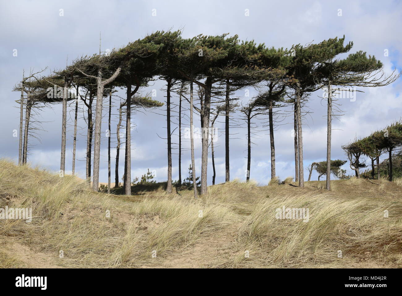 Pine trees against a light blue sky in the summer at Formby Point near Liverpool and Southport in north west England, United Kingdom Stock Photo