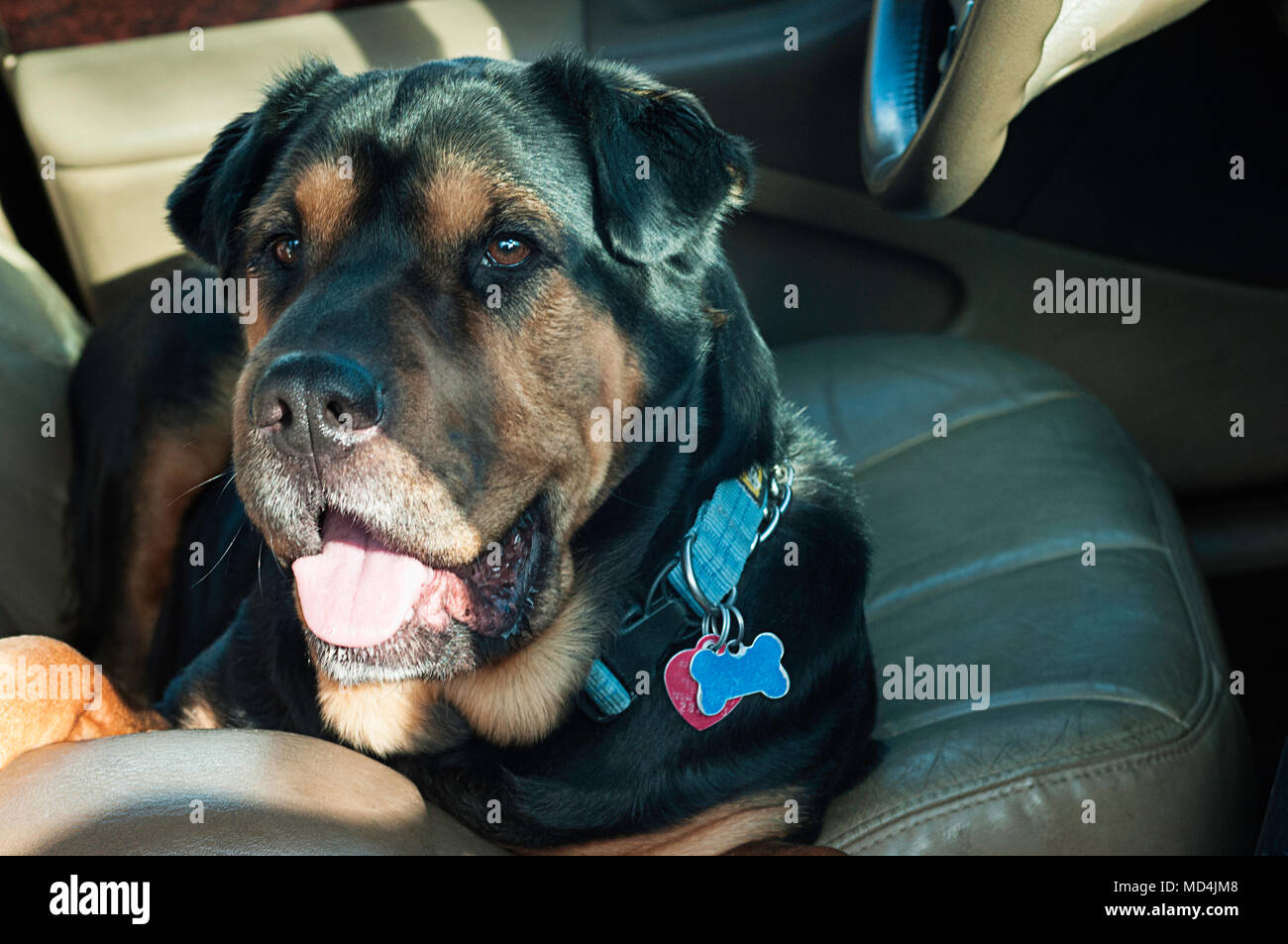 Where Should A Dog Sit In The Car