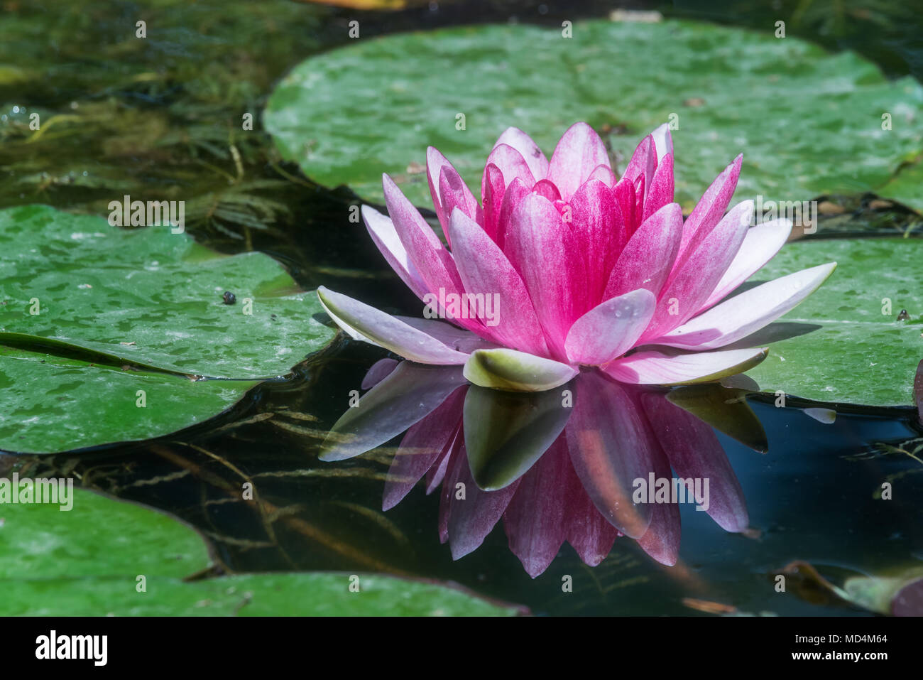 Purple water lily flower in a pond in China Stock Photo - Alamy