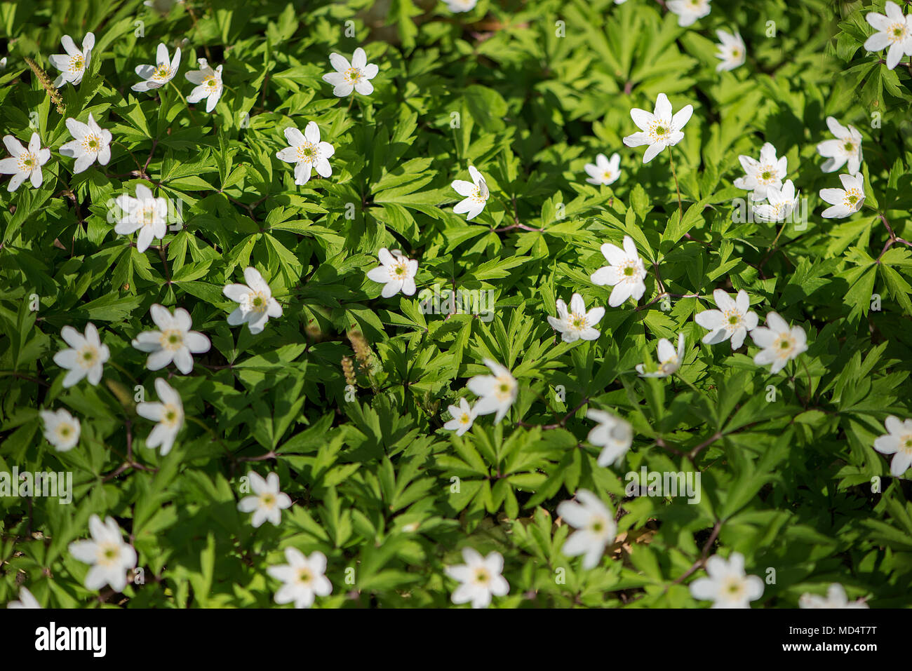 White anemone flowers background Stock Photo - Alamy