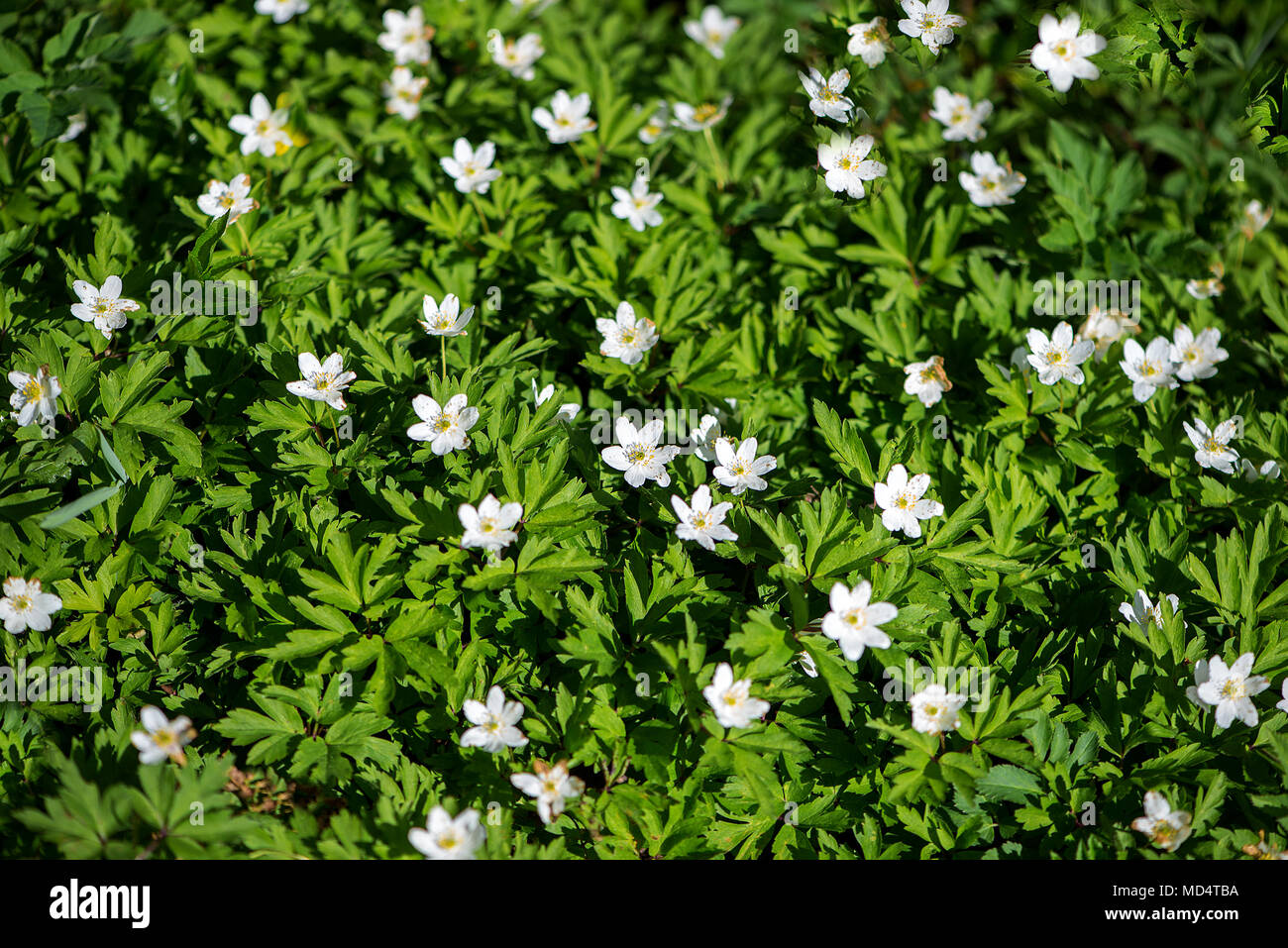 White Anemone Flowers Background Stock Photo - Alamy