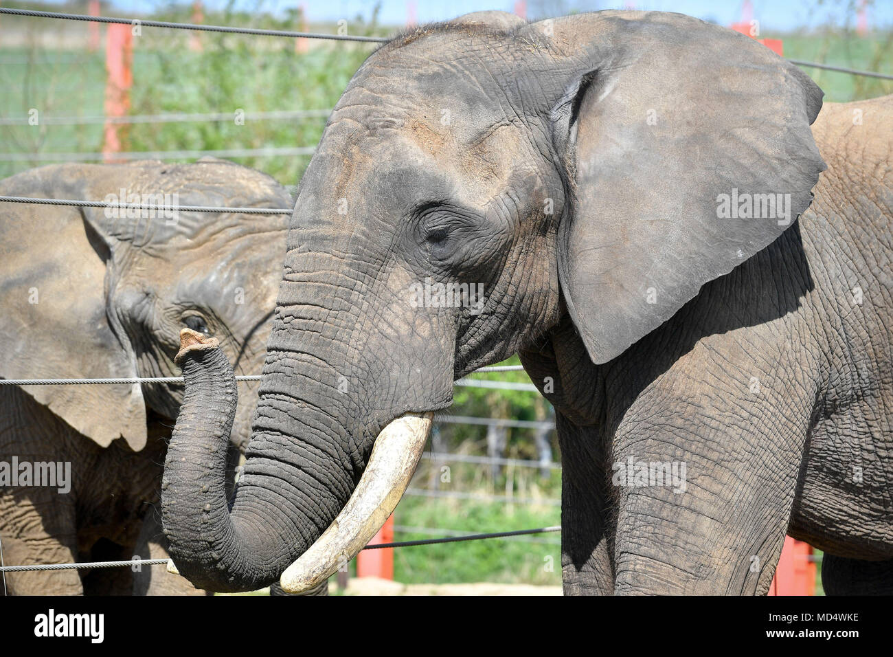 Shaka, the 26 year old African Bull Elephant, meets one of his fellow bachelors, M'Changa, at Noahs Ark Zoo Farm, Somerset, where Shaka is the latest addition to the UK's only African Elephant bachelor group as part of the European Endangered Species Programme, where for the first time in Europe three male elephants have been housed together in a captive environment. Stock Photo