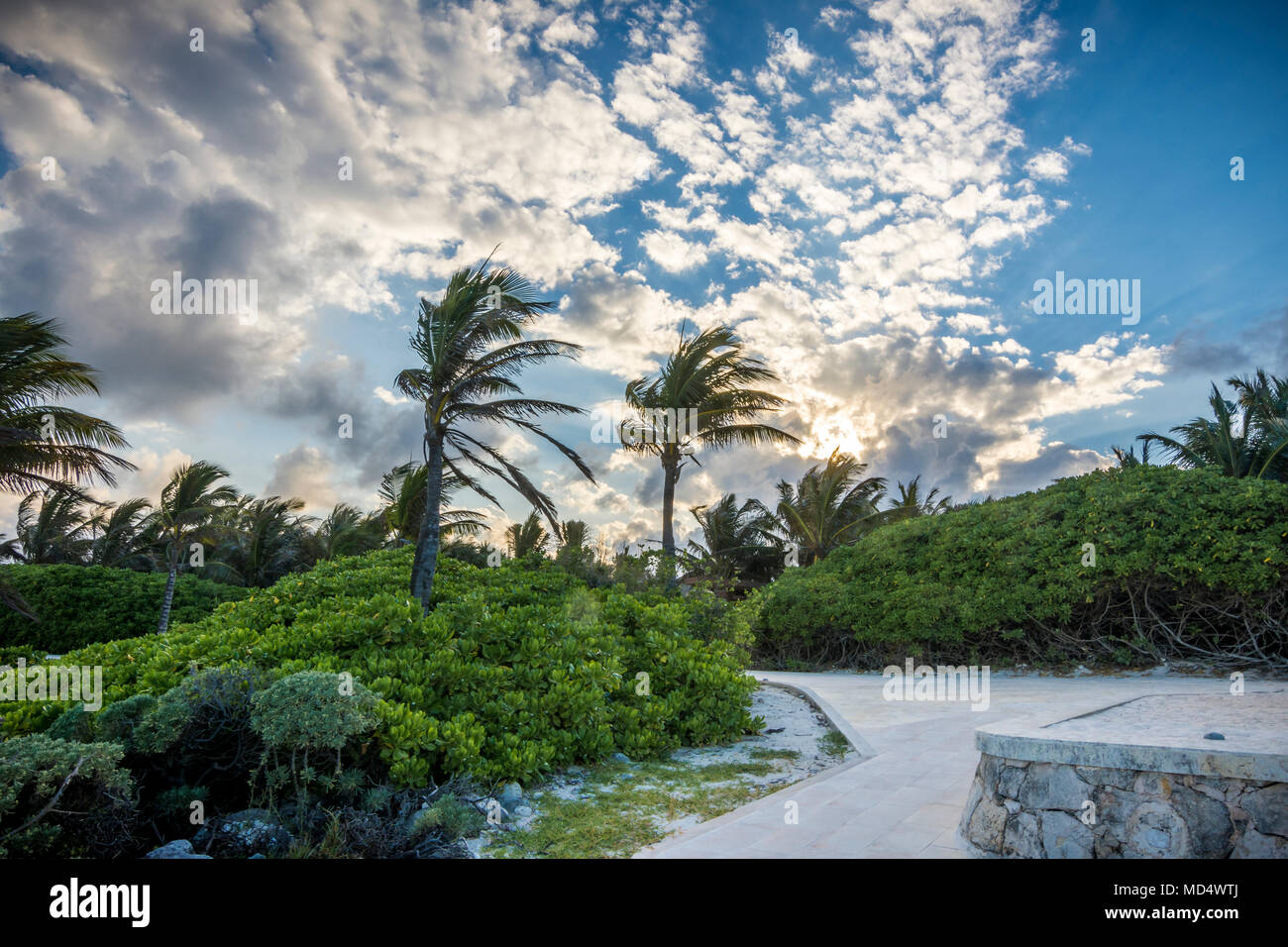 Palm trees near a tropical beach with blue skies and clouds Stock Photo