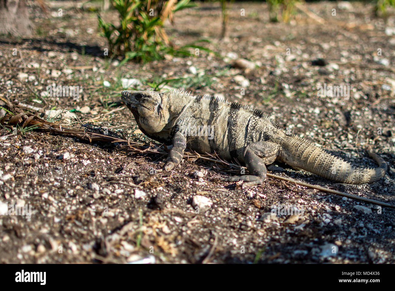 Iguana on a road path close-up Stock Photo