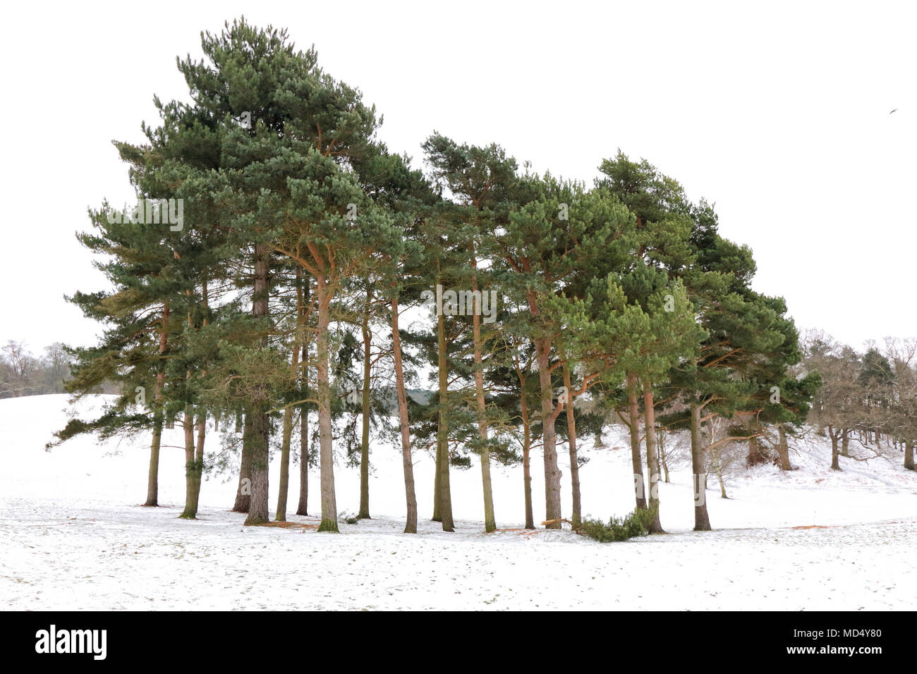 Ampthill Park turns into a winter wonderland under the overnight covering of snow. Ampthill, Bedfordshire, UK  Featuring: View, Atmosphere, snow Where: Ampthill, United Kingdom When: 18 Mar 2018 Credit: WENN.com Stock Photo