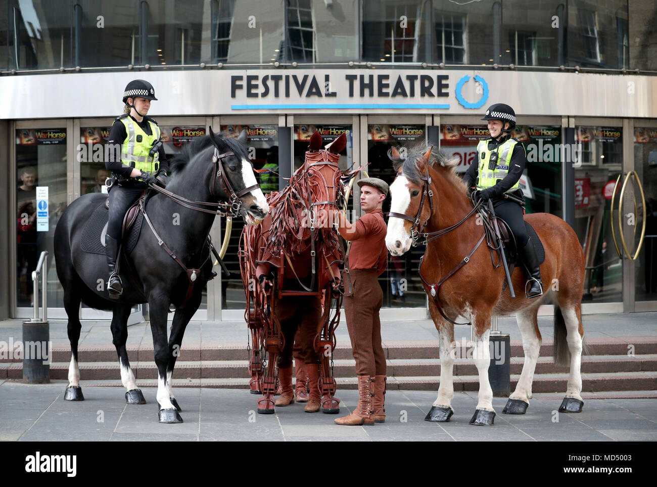 Joey, the life-size horse puppet used in War Horse, meets real horses and riders from Police Scotland's mounted unit at the Festival Theatre in Edinburgh. Stock Photo