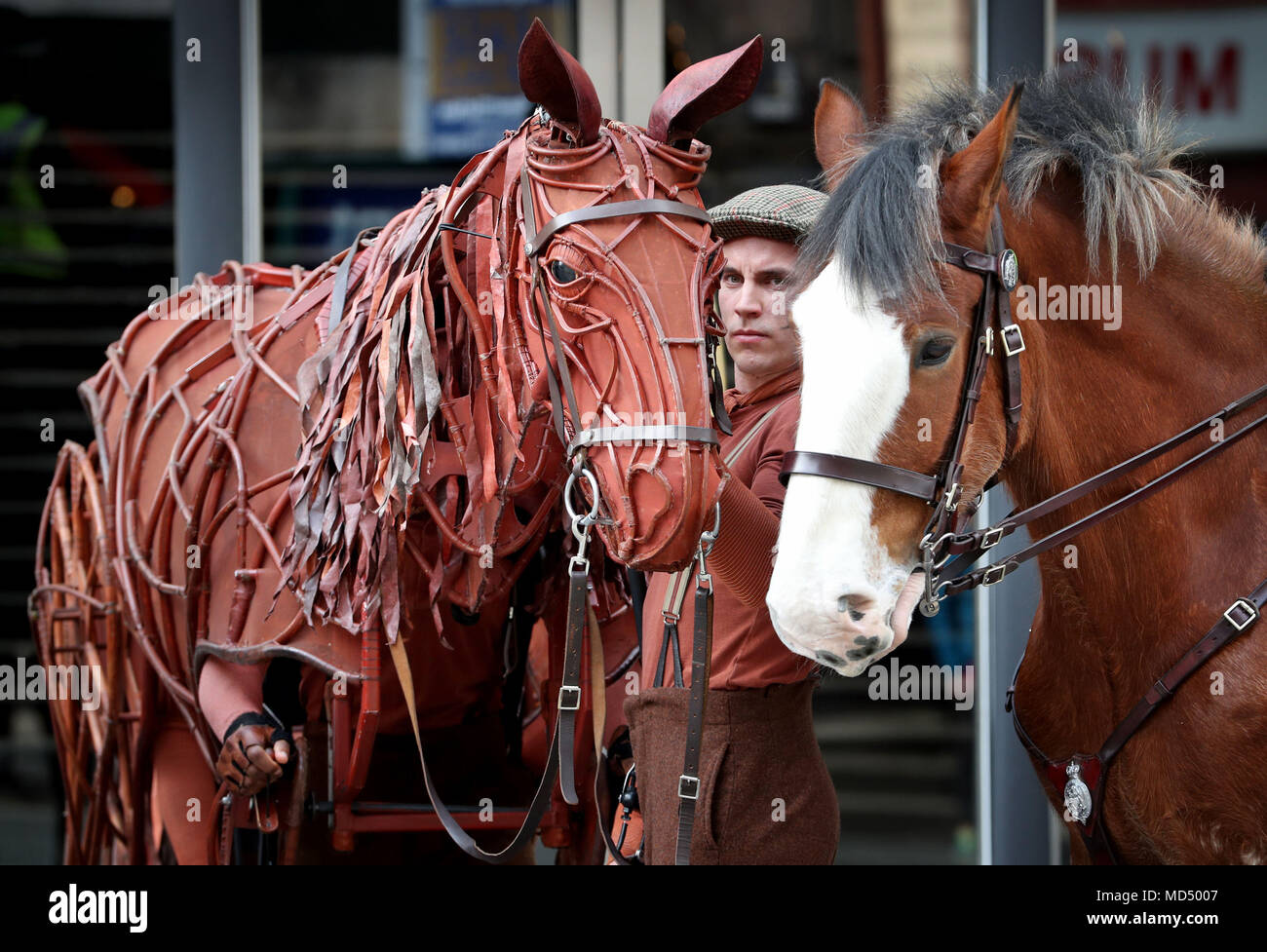 Joey, the life-size horse puppet used in War Horse, meets real horses and riders from Police Scotland's mounted unit at the Festival Theatre in Edinburgh. Stock Photo