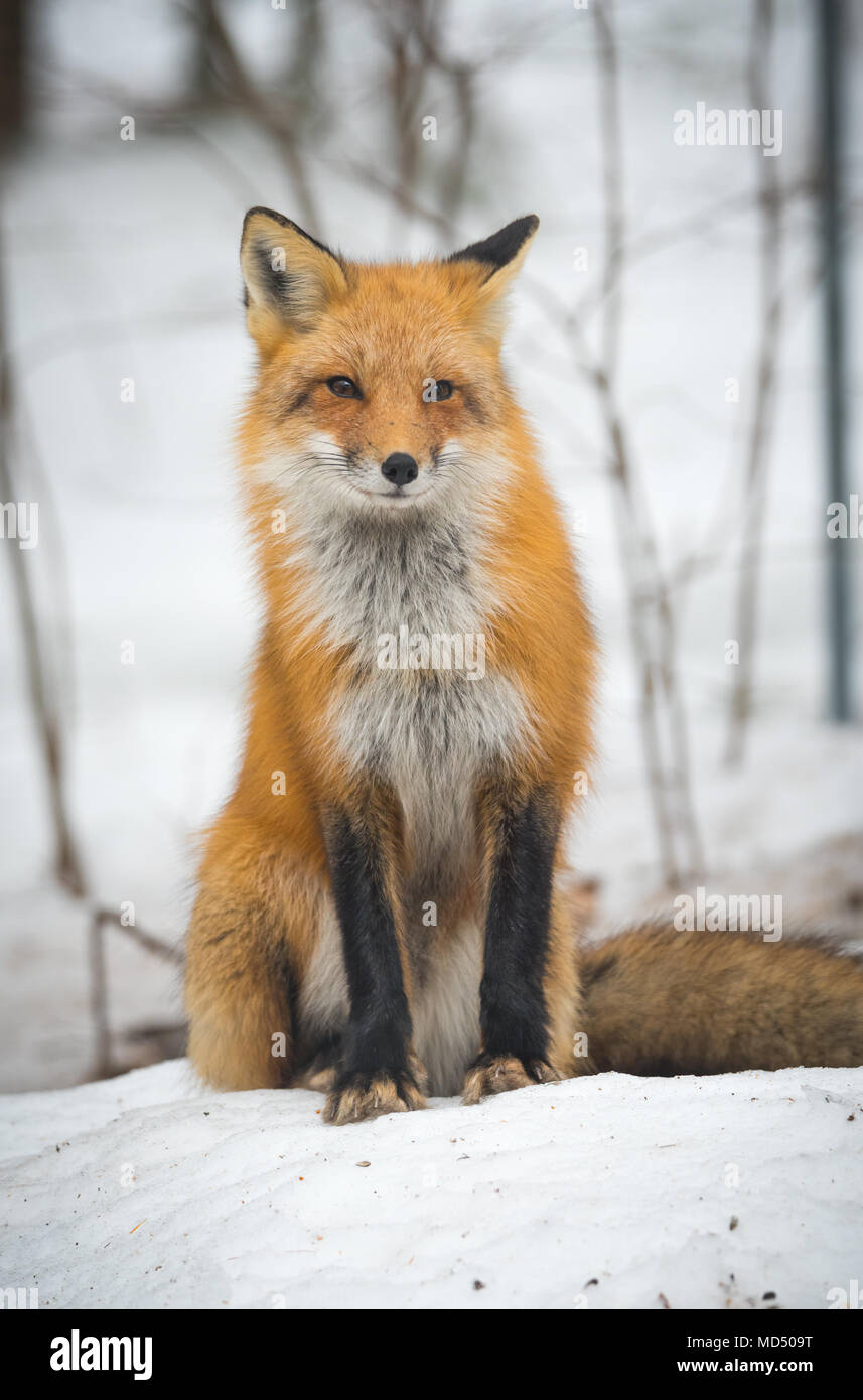 Red Fox - Vulpes vulpes, healthy specimen in his habitat in the woods, relaxes, sits down and seems to pose for the camera. Stock Photo