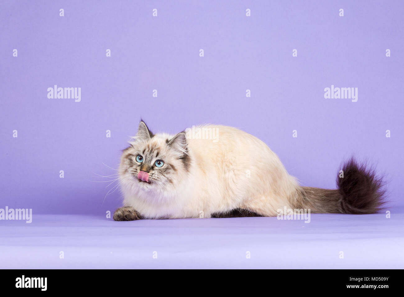 Amazing Siberian cat on purple Stock Photo