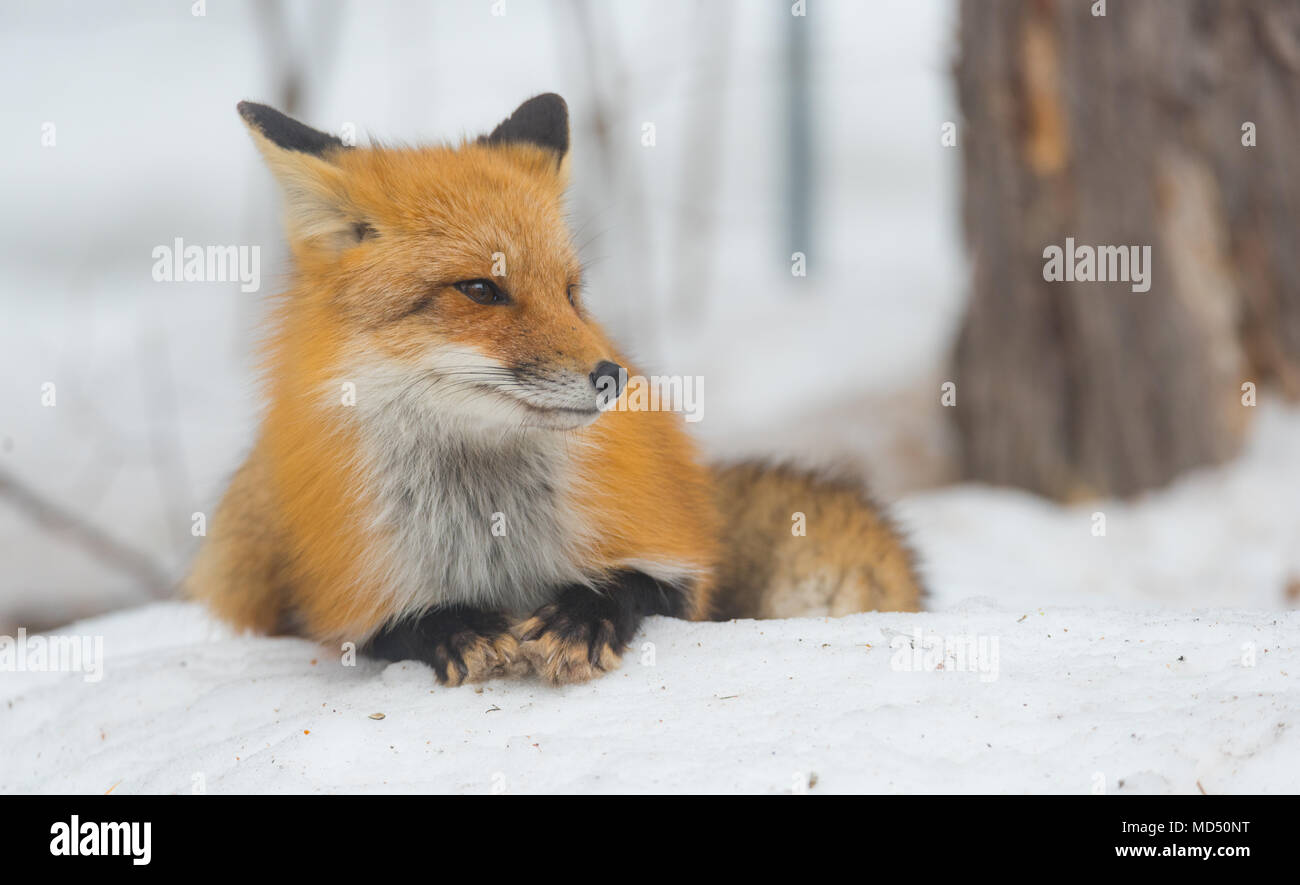 Red Fox - Vulpes vulpes, healthy specimen in his habitat in the woods, relaxes, sits down and seems to pose for the camera. Stock Photo