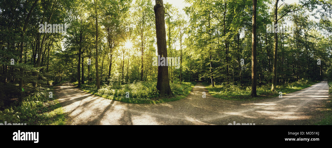 Eilenriede city forest, Hannover, Lower Saxony, Germany Stock Photo