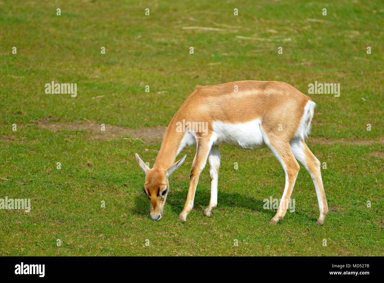 Female Indian antelope (Antilope cervicapra) grazing Stock Photo