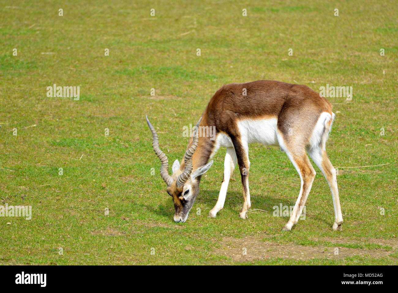 Male Indian antelope (Antilope cervicapra) grazing Stock Photo