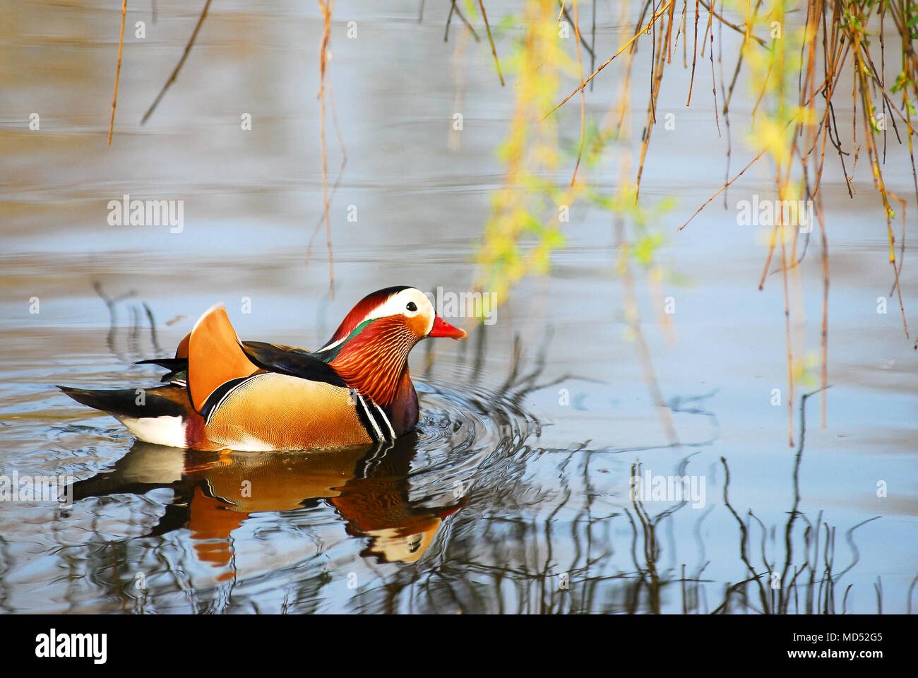 Male mandarin duck (Aix galericulata) on the water, viewed of profile ...